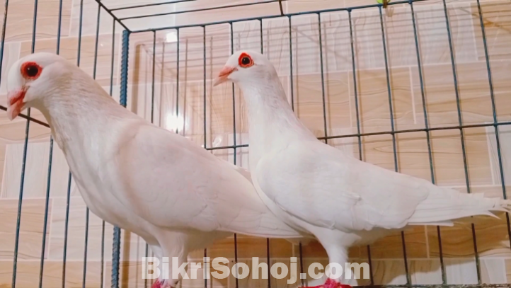 Kobutor, pigeon, কবুতর